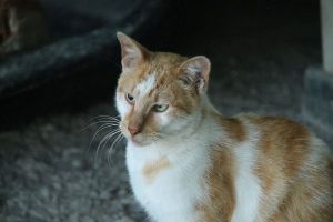 Bild von Berlioz
