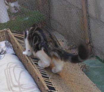 Bild von Mouche