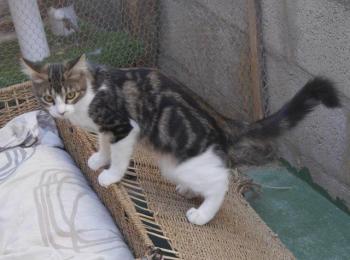 Bild von Mouche
