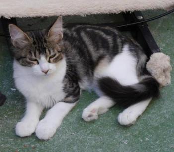 Bild von Mouche