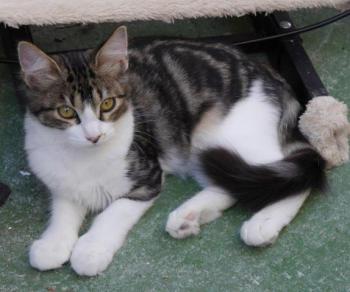 Bild von Mouche