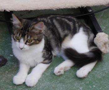 Bild von Mouche