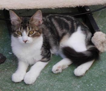 Bild von Mouche