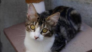 Bild von Mouche