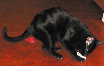 Milos Bild von Mincha