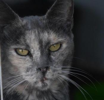 Grey Bild von Grey