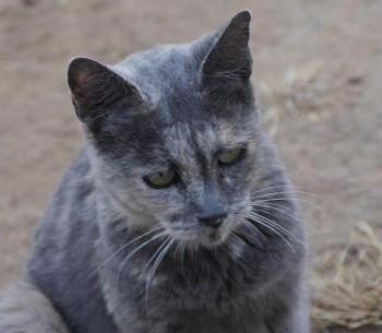 Grey Bild von Grey