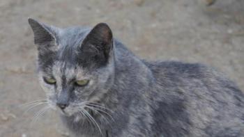 Grey Bild von Grey