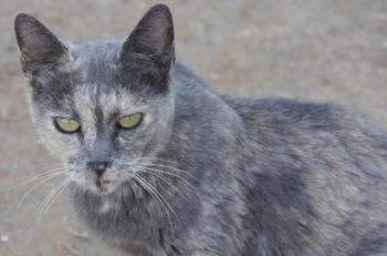 Grey Bild von Grey