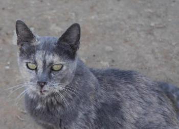 Grey Bild von Grey