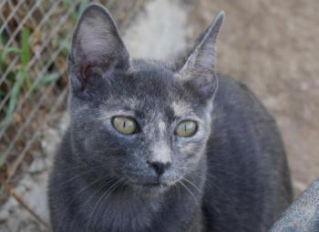 Nala Bild von Nala