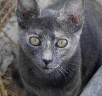 Nala Bild von Nala