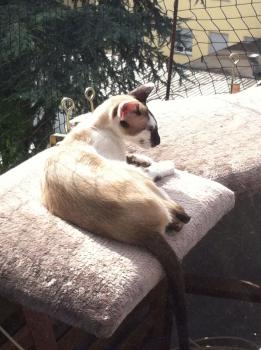 Stella Bild von Stella