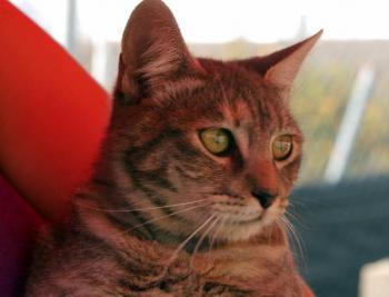 Bild von Rosita