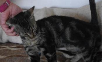 Laurel Bild von Laurel
