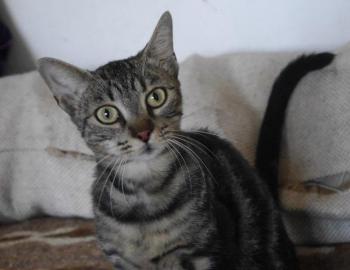 Laurel Bild von Laurel