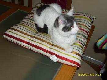 Comino Bild von Comino