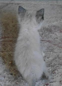 Shila Bild von Shila