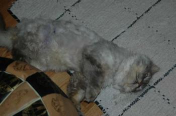 Bild von Paco