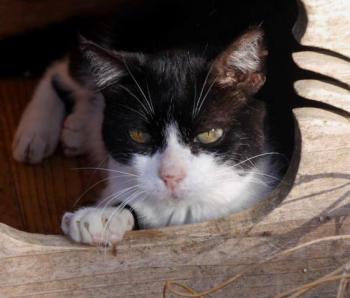 Pepa Bild von Pepa