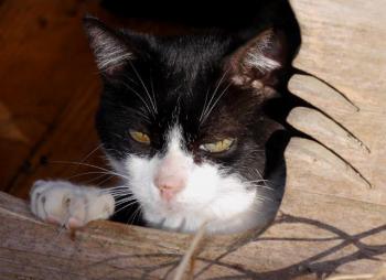 Pepa Bild von Pepa