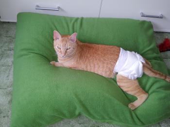 Duque Bild von Duque