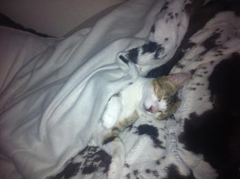Gemma Bild von Gemma