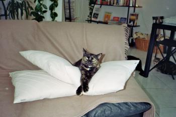 Mali Bild von Mali