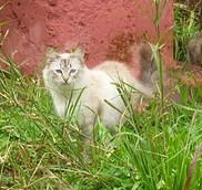 Samantha Bild von Samantha