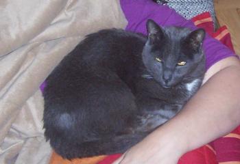 Panchito Bild von Panchito