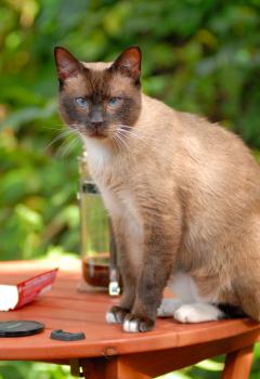 Morris Bild von Morris