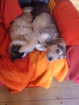 Morris Bild von Morris