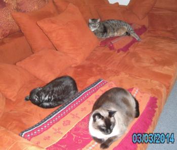 Diablo Bild von Diablo