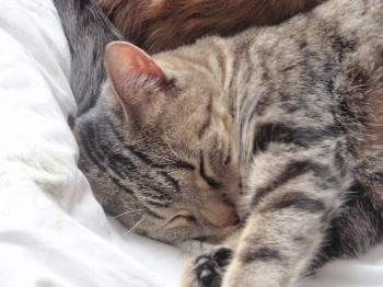 Bild von Angus