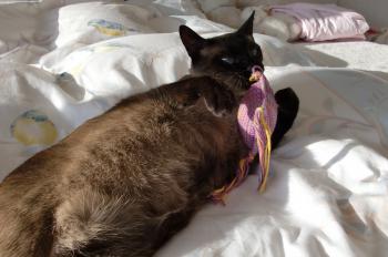 Bastet Bild von Bastet