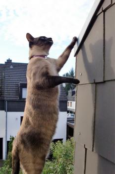 Bastet Bild von Bastet