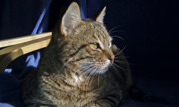 Bizca Bild von Bizca