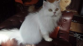 Blanca Bild von Blanca