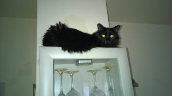 Caritina Bild von Caritina