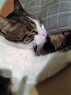 Croqueto Bild von Croqueto