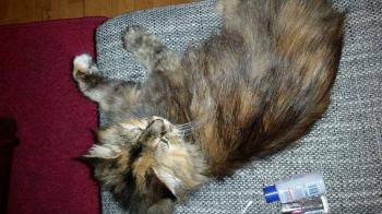 Cloe Bild von Cloe