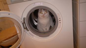 Sweety Bild von Sweety