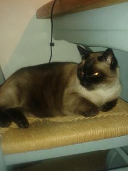 Diablo Bild von Diablo