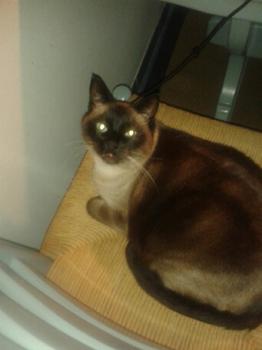 Diablo Bild von Diablo