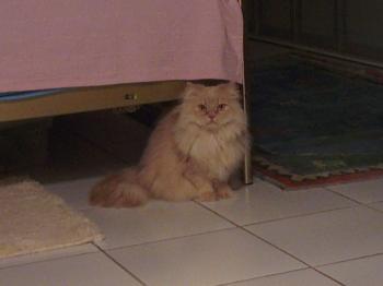Freddie Bild von Freddie