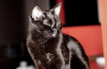 Bild von Vampi