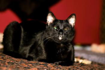 Bild von Vampi