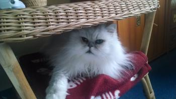 Bild von Legolas