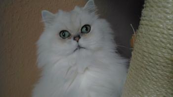 Bild von Legolas