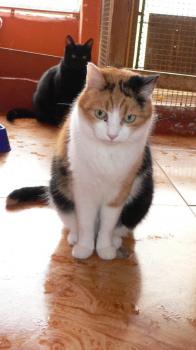 Milindi Bild von Milindi
